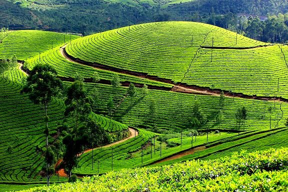 1467694101_1munnar 2.jpg